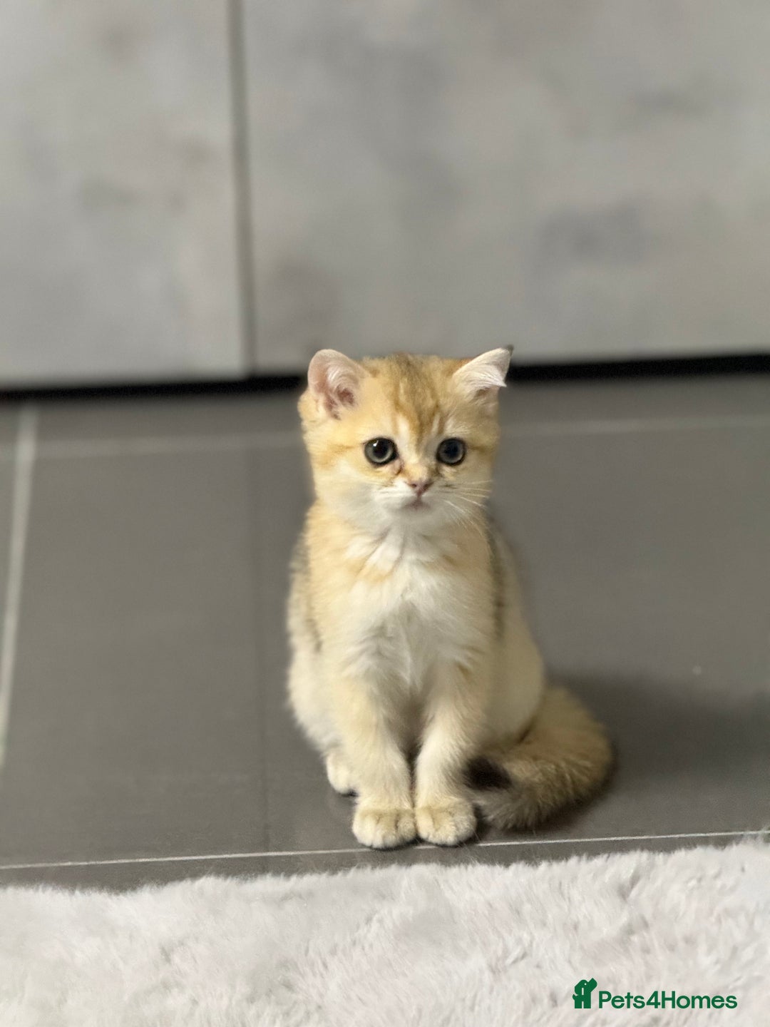 British Shorthair cats for sale: Top quality Champion Gccf british shorthair - Image 1