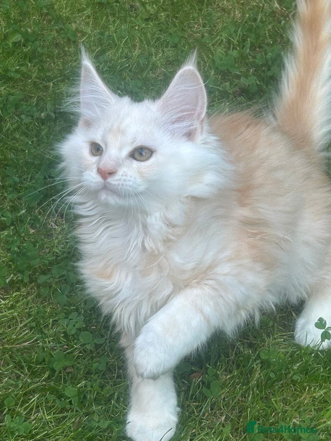 Maine Coon cats for sale: Main Coon kittens for sale - Image 8