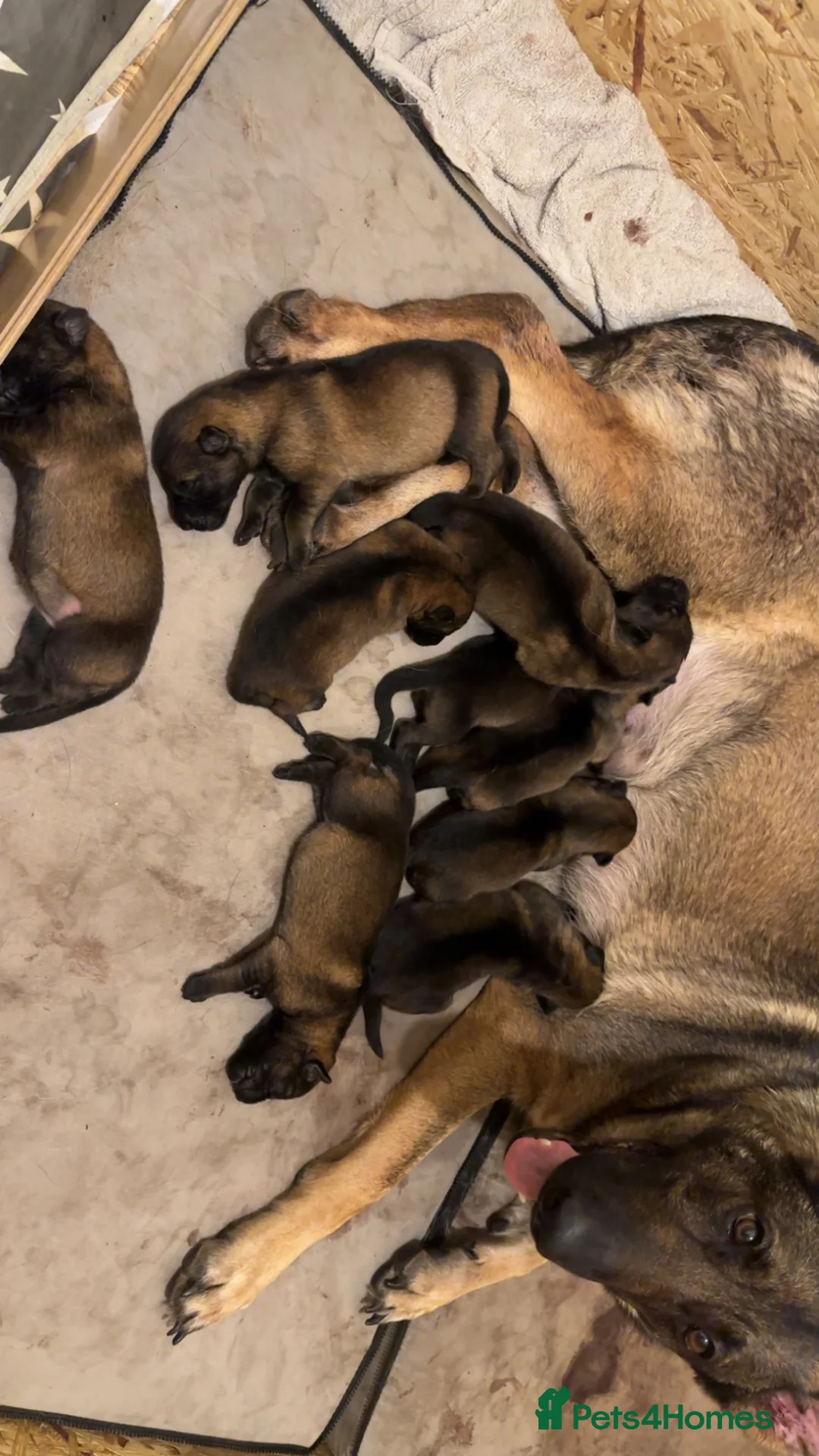 German Shepherd dogs for sale: 9 stunning German shepherd pups kc reg working lin in Southport - Advert 5