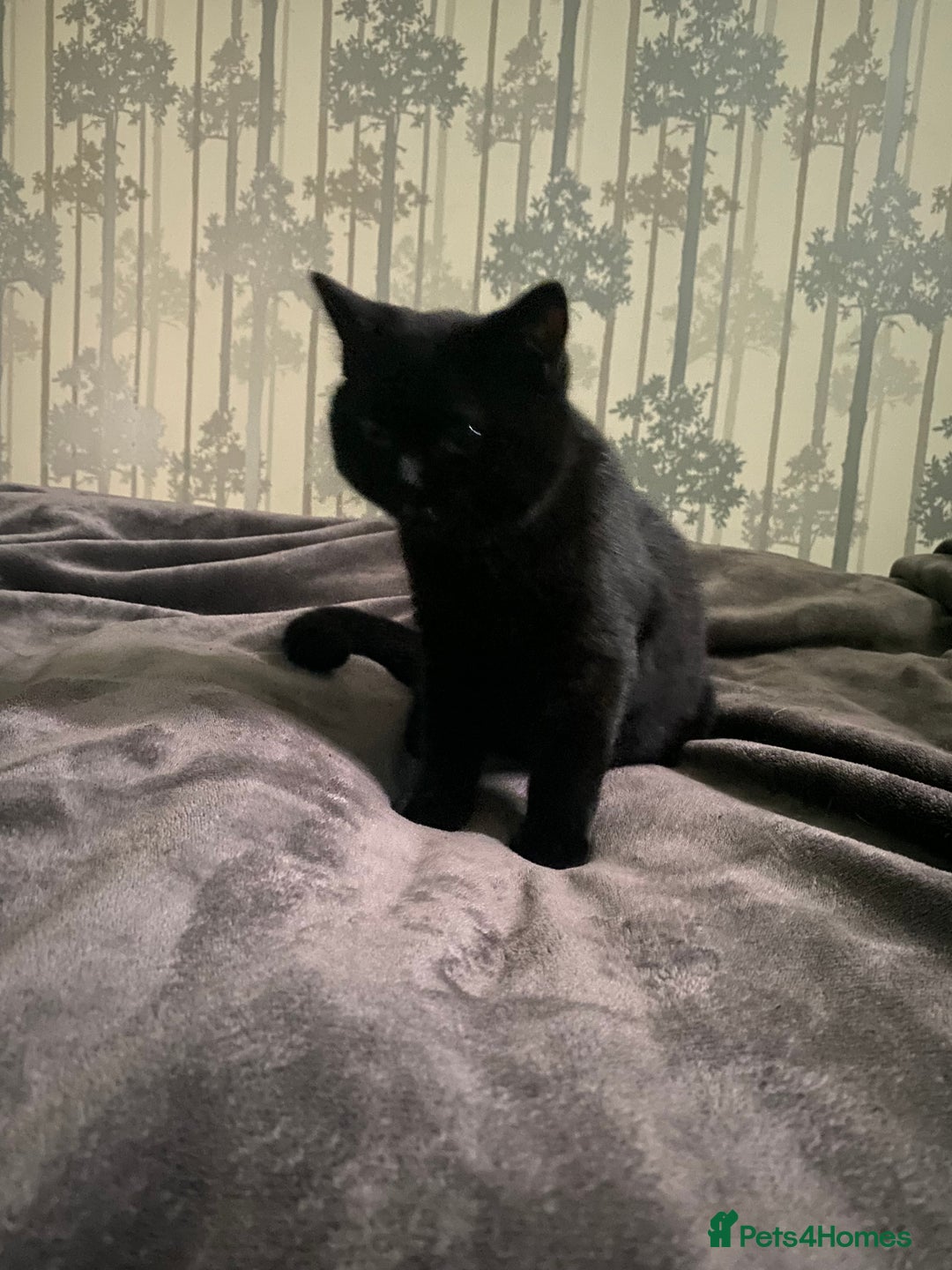 British Shorthair cats for sale: Stunning Rare Pedigree British Shorthair Brothers - Advert 20