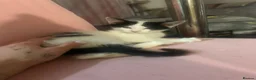 Mixed Breed cats for sale: 4 beautiful kittens for sale in Southampton - Advert 2