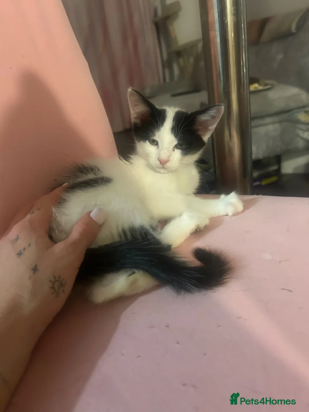 Mixed Breed cats for sale: 4 beautiful kittens for sale in Southampton - Advert 2