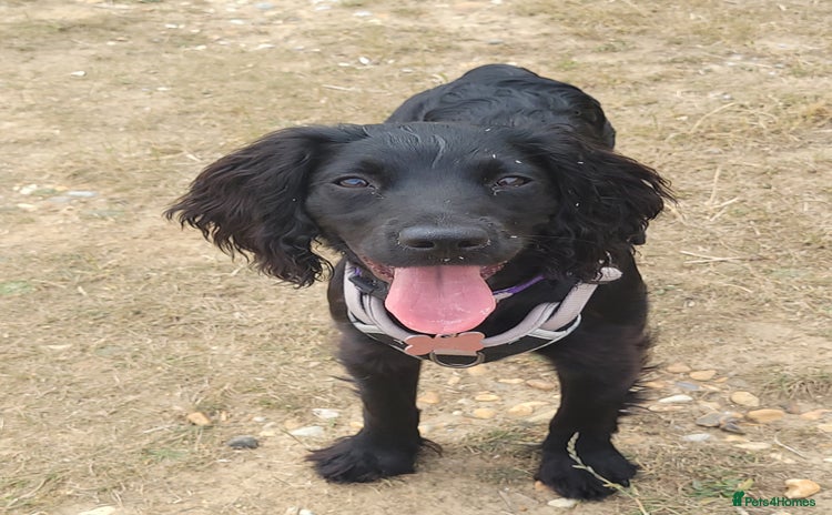 Cocker Spaniel dogs - Advert 10