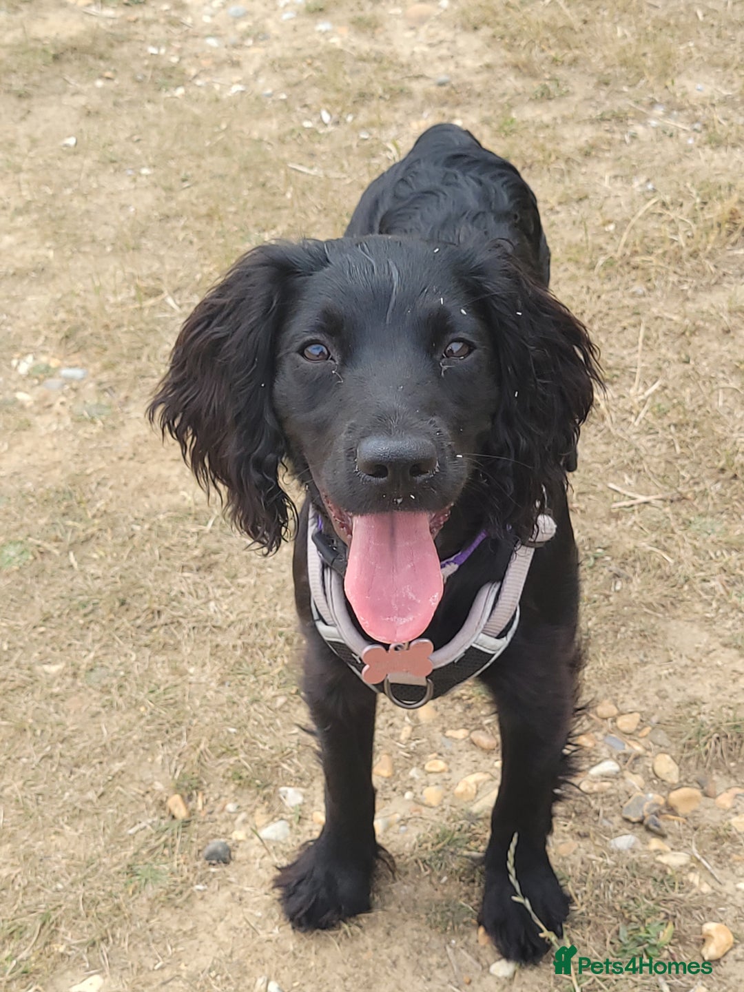 Cocker Spaniel dogs for sale: For Sale - Image 1
