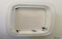 Shrimps fish for sale: Neocaradina Shrimp (Blue, High grade) - Image 12