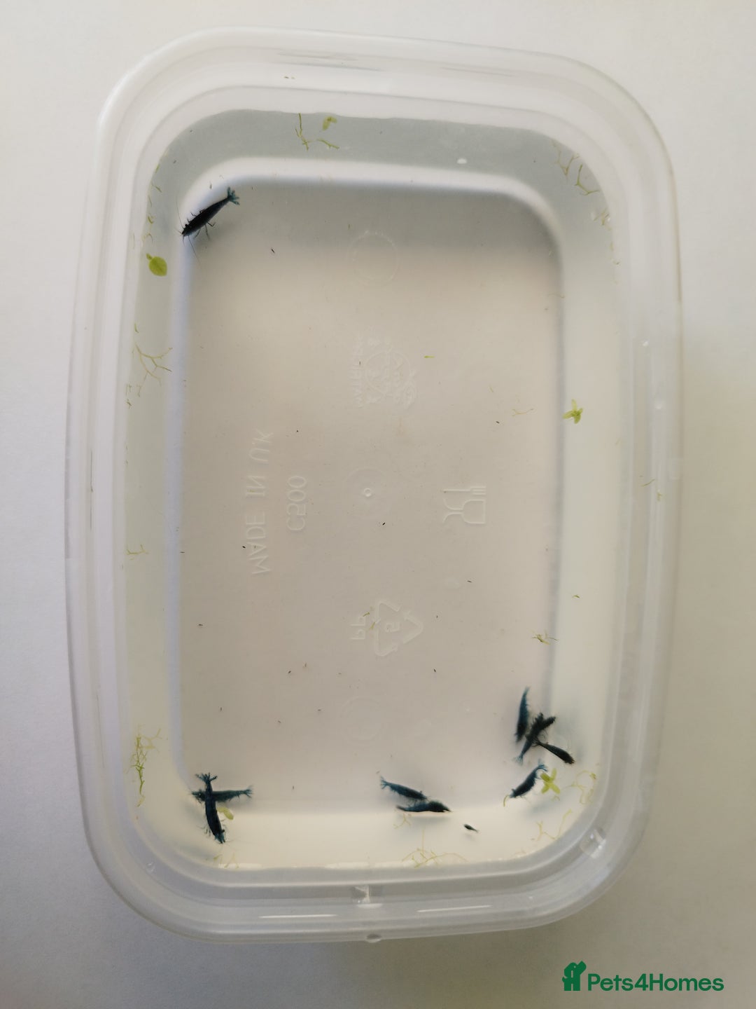 Shrimps fish for sale: Neocaradina Shrimp (Blue, High grade) - Image 12