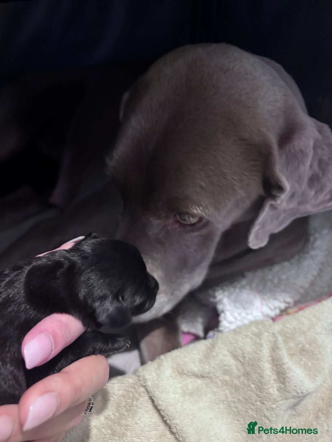 Mixed Breed dogs for sale: Weimadors - Weim/Lab mix - Beautiful puppies 1G 1B - Image 7