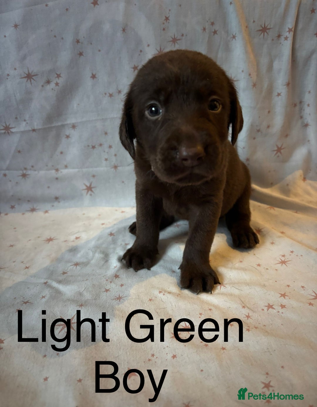 Labrador Retriever dogs for sale: Beautiful KC Chocolate Labrador Retriever puppies - Advert 9