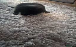 British Longhair cats for sale: X5 ragdoll crossbreed kitten polydactyl  - Advert 19