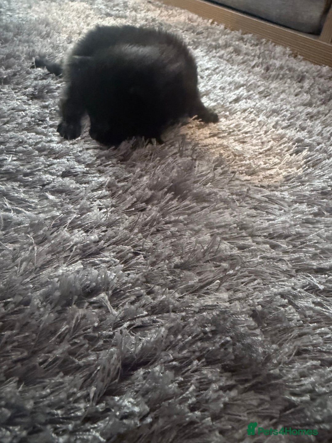 British Longhair cats for sale: X5 ragdoll crossbreed kitten polydactyl  - Advert 19