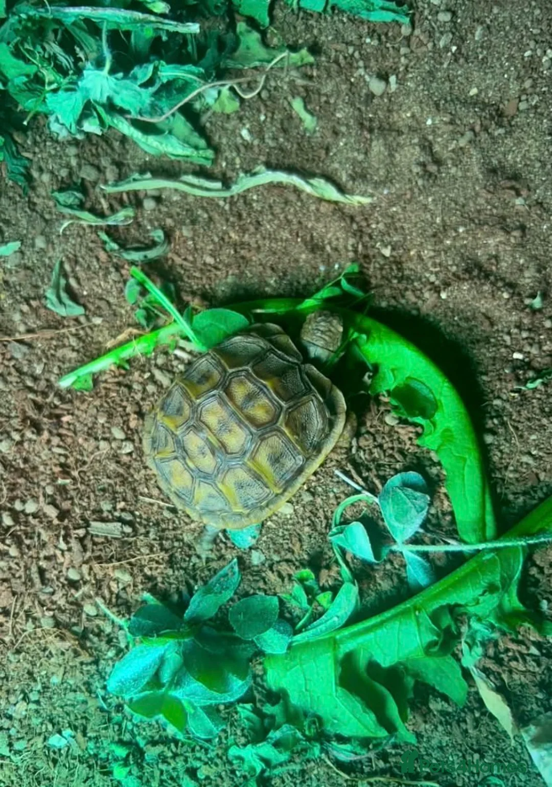 Hermann Tortoise reptiles for sale: Baby Herman Tortoise - Advert 1
