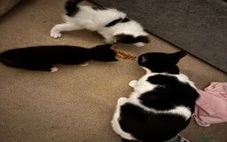 Domestic Shorthair cats for sale: 2 beautiful boy kittens  - Image 13