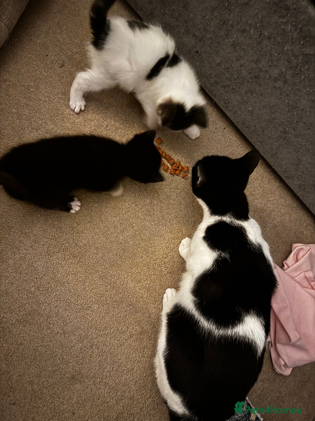 Domestic Shorthair cats for sale: 2 beautiful boy kittens  - Image 13