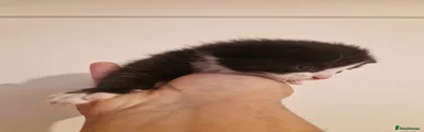 Mixed Breed Kitten 3