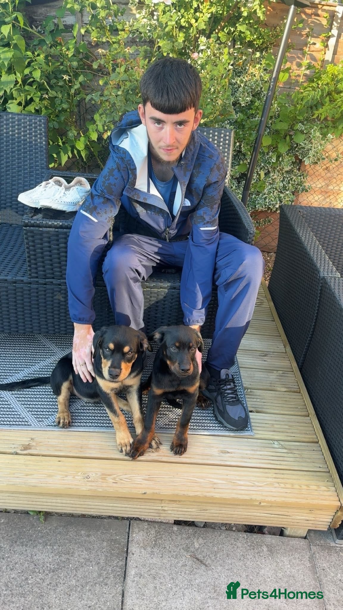 Rottweiler dogs Rottweiler puppies still available  - Advert 12