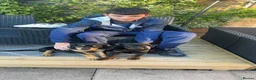 Rottweiler dogs for sale: Rottweiler puppies still available  - Advert 1