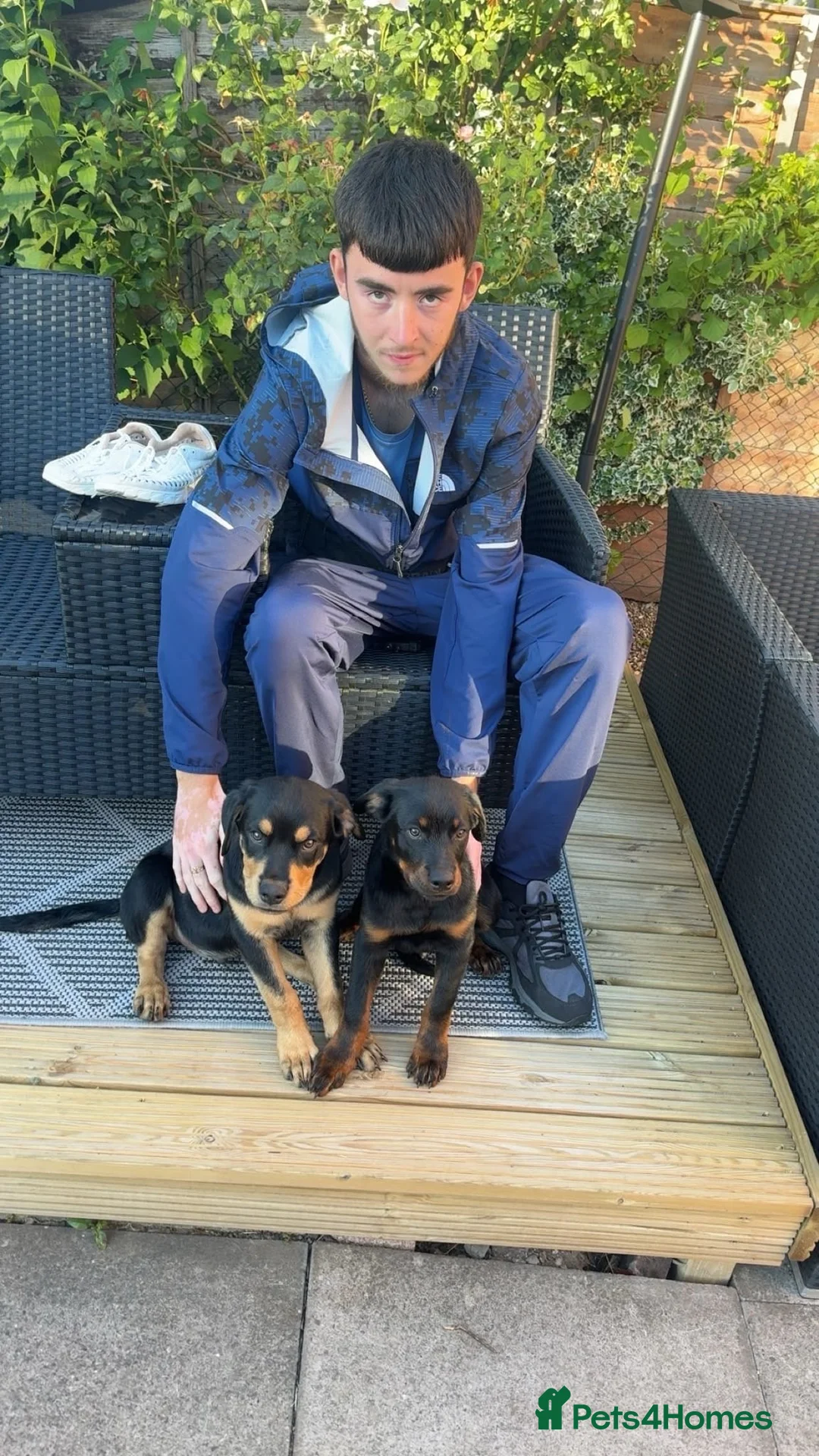 Rottweiler dogs for sale: Rottweiler puppies still available  - Advert 1