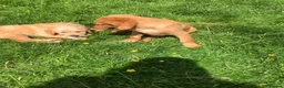 Goldendoodle dogs for sale: REDUCED PRICE - only 1 boy and 1 girl left £750 - Advert 4