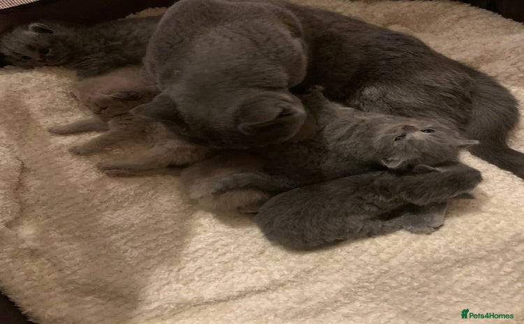 British Shorthair cats - Advert 5
