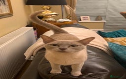 Burmese cats for sale: Exceptional Burmese Kittens  - Image 15