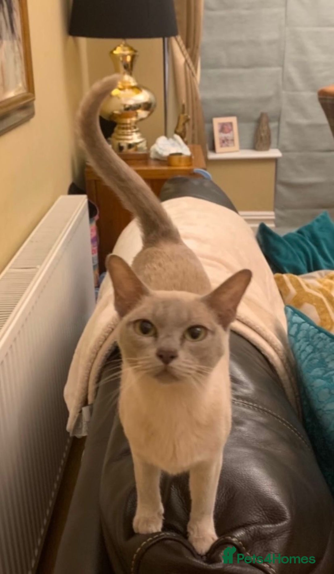 Burmese cats for sale: Exceptional Burmese Kittens  - Image 15