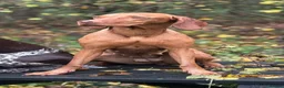 Hungarian Vizsla dogs for sale: Beautiful healthy KC registered Hungarian Vizslas  in Nottingham - Advert 6