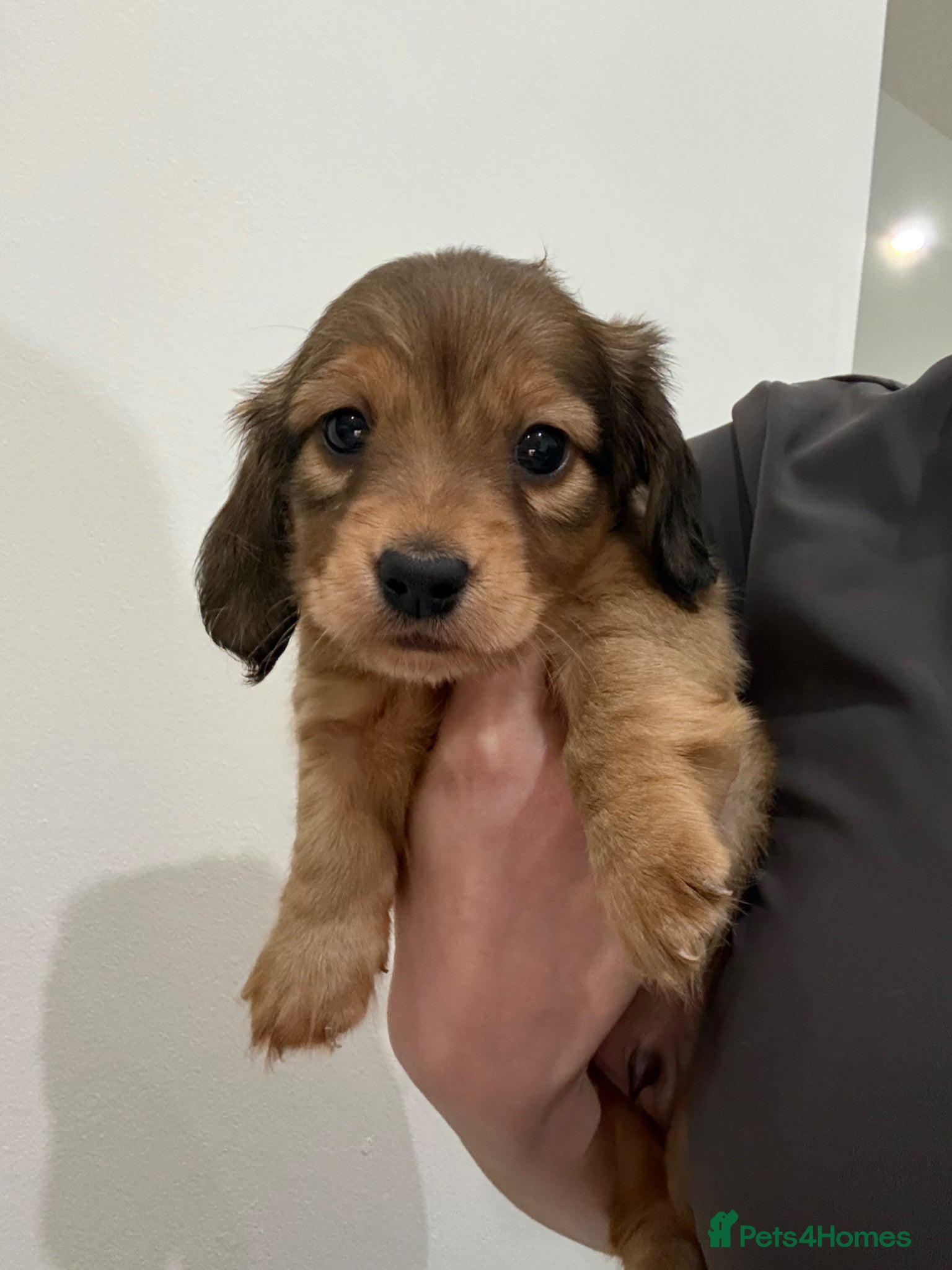 Miniature Dachshund dogs Miniature Dachshund boys looking for their home ❤️ - Advert 15