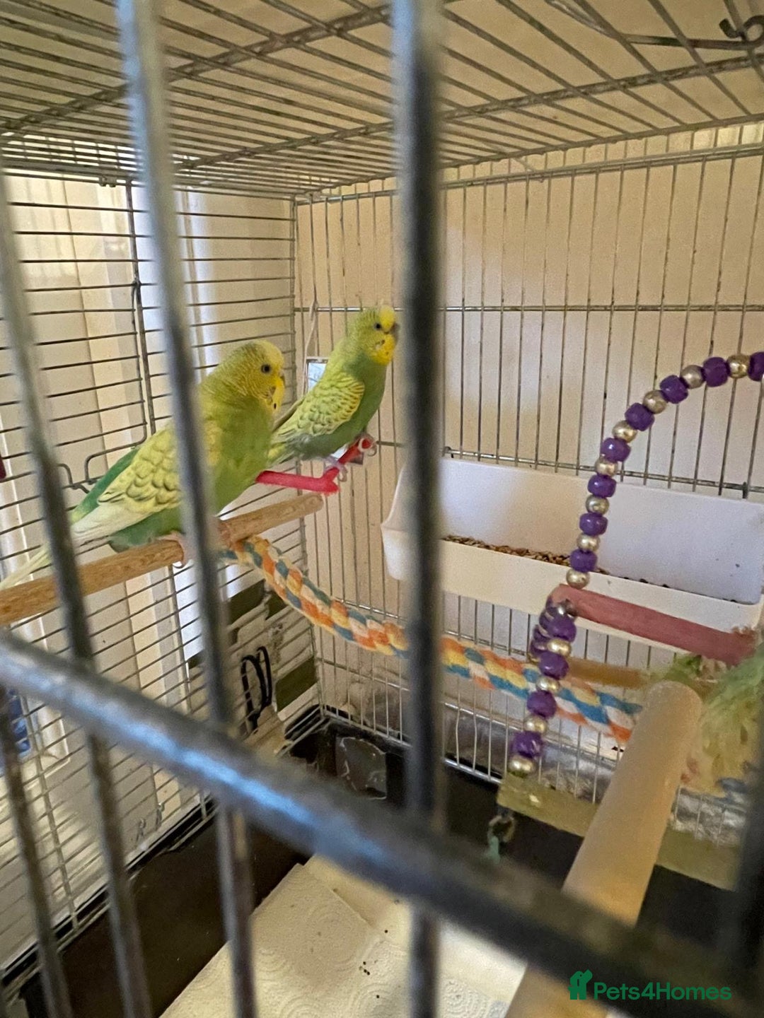 Budgerigars birds for sale: BABY BUDGIES FOR SALE  - Advert 6