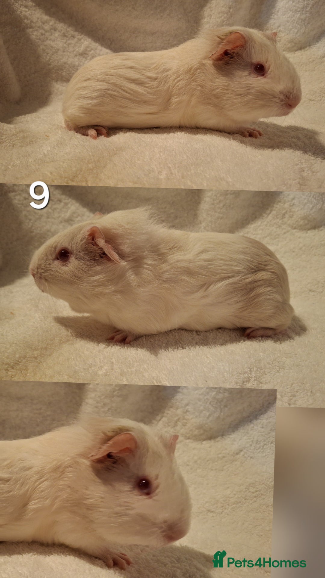 Guinea Pig rodents for sale: Lovely guineas seeking new homes 🏡  - Advert 8