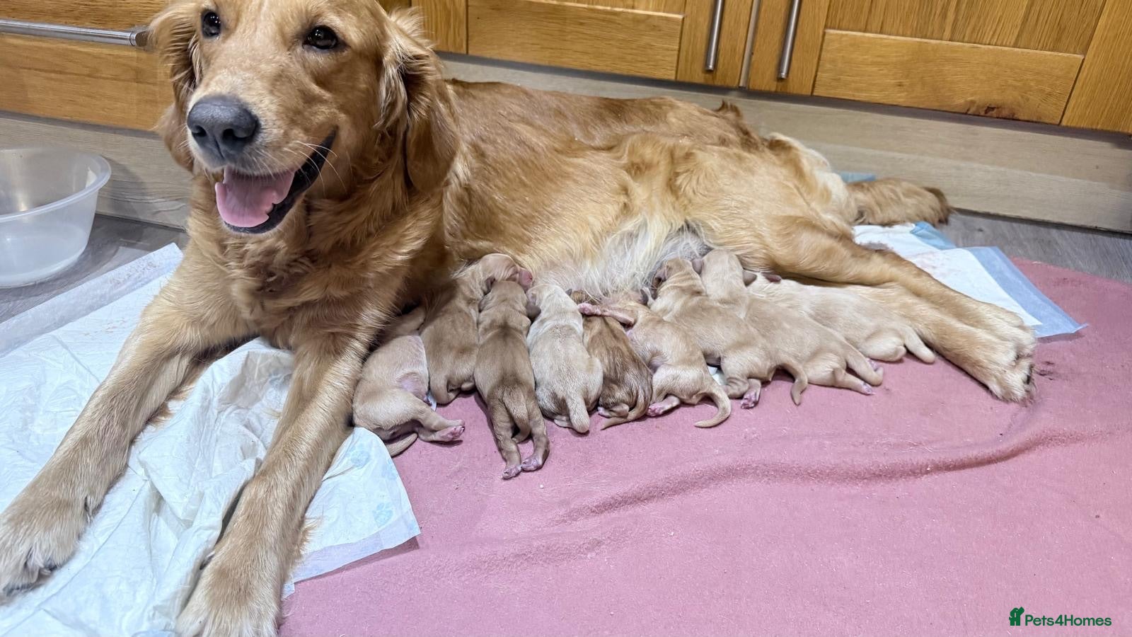 Goldendoodle dogs BEAUTIFUL HEALTHY CHUNKY PUPPIES  - Advert 1