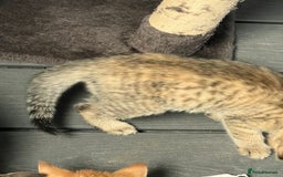 Mixed Breed cats for sale: Half bengal / tabby’s  - Image 12