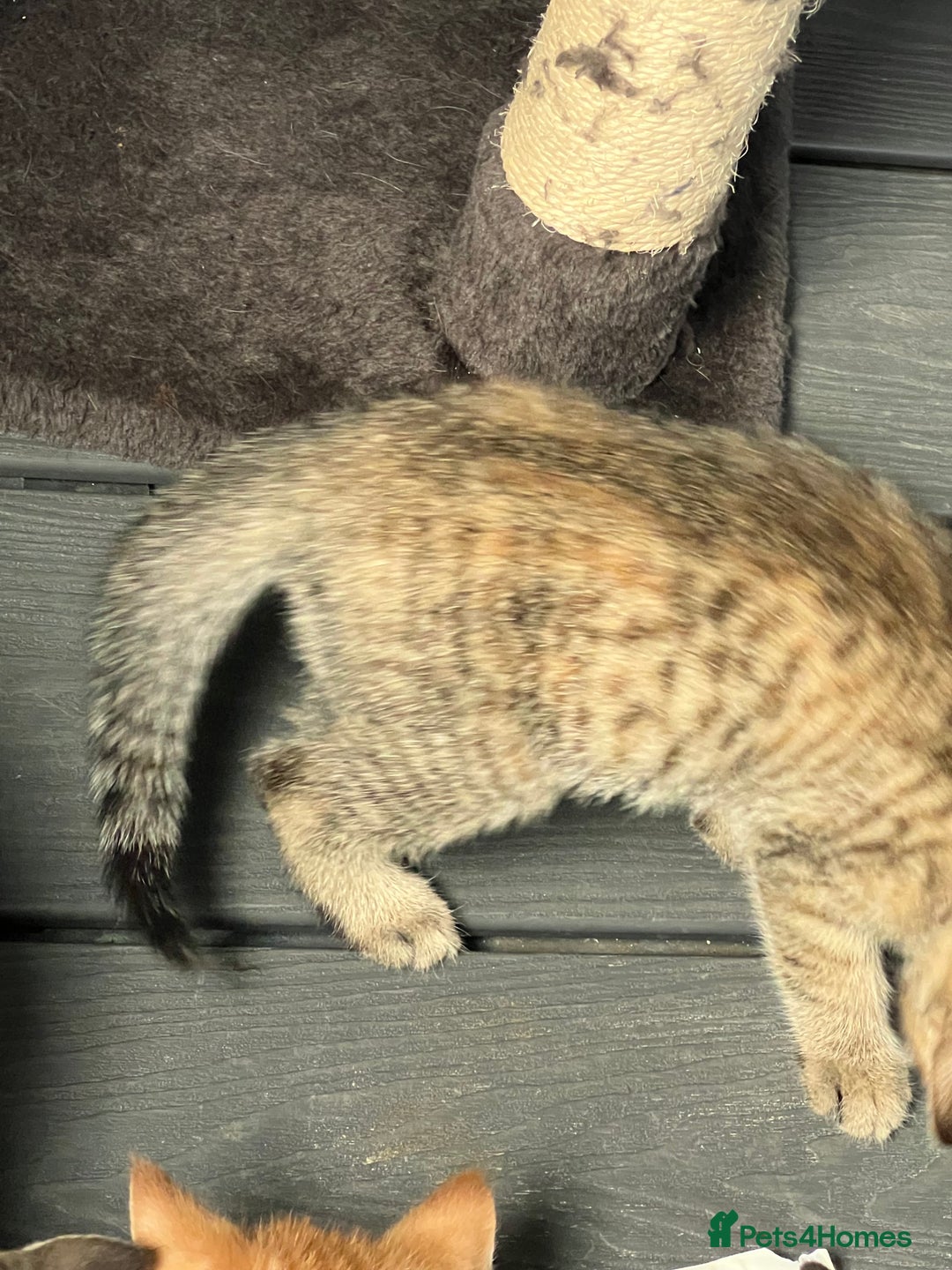 Mixed Breed cats for sale: Half bengal / tabby’s  - Image 12