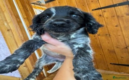 Cocker Spaniel dogs for sale: Work cocker spaniel pups for sale  - Image 2