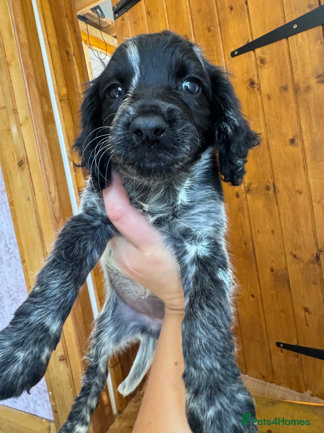 Cocker Spaniel dogs for sale: Work cocker spaniel pups for sale  - Image 2