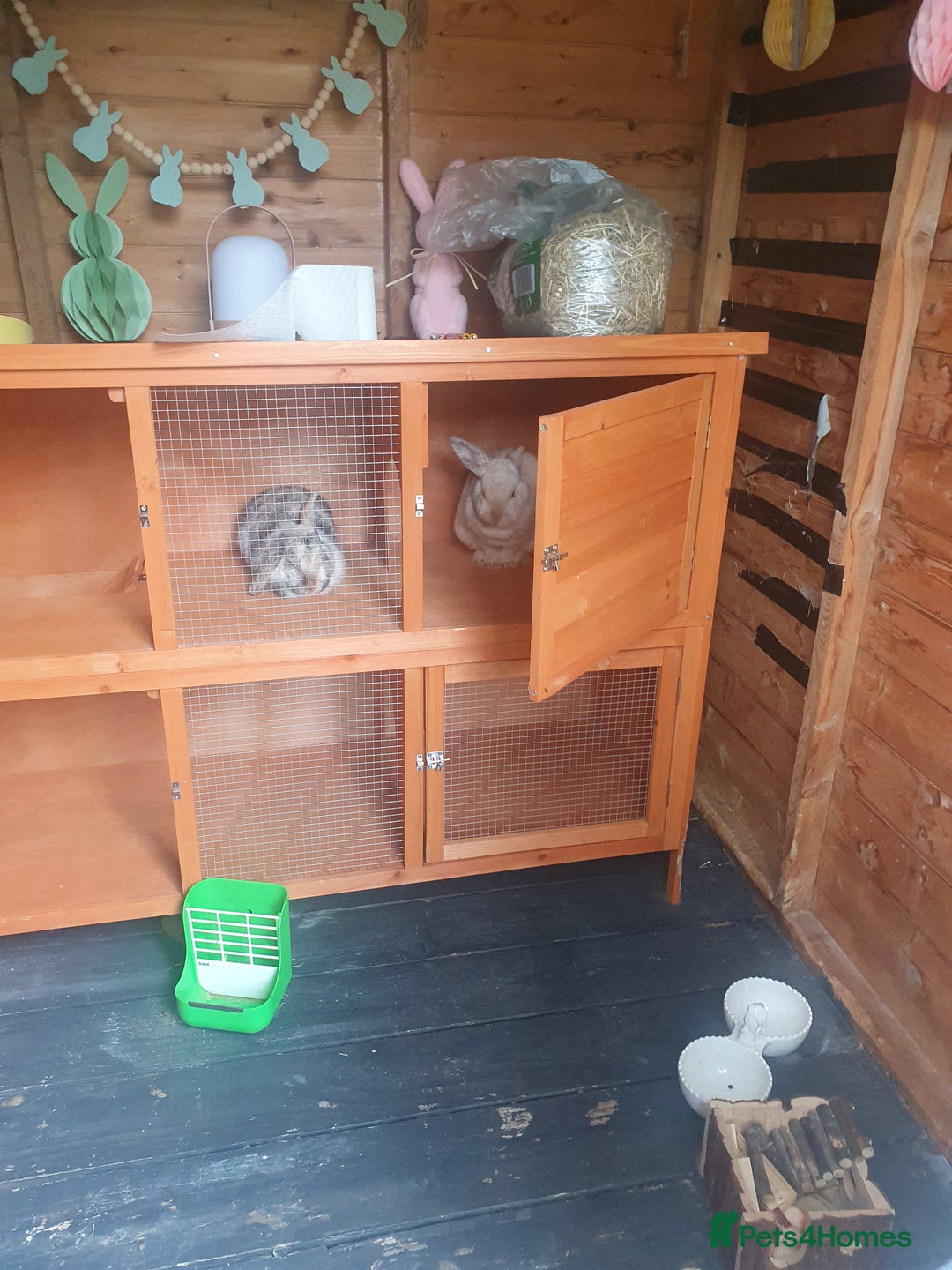 Mini Lop rabbits for sale: 2 female rabbits  - Image 2
