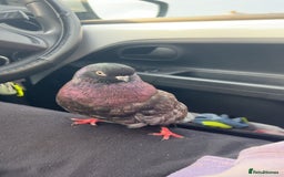 Pigeons birds for sale: Portuguese tumbler pigeon  - Image 3