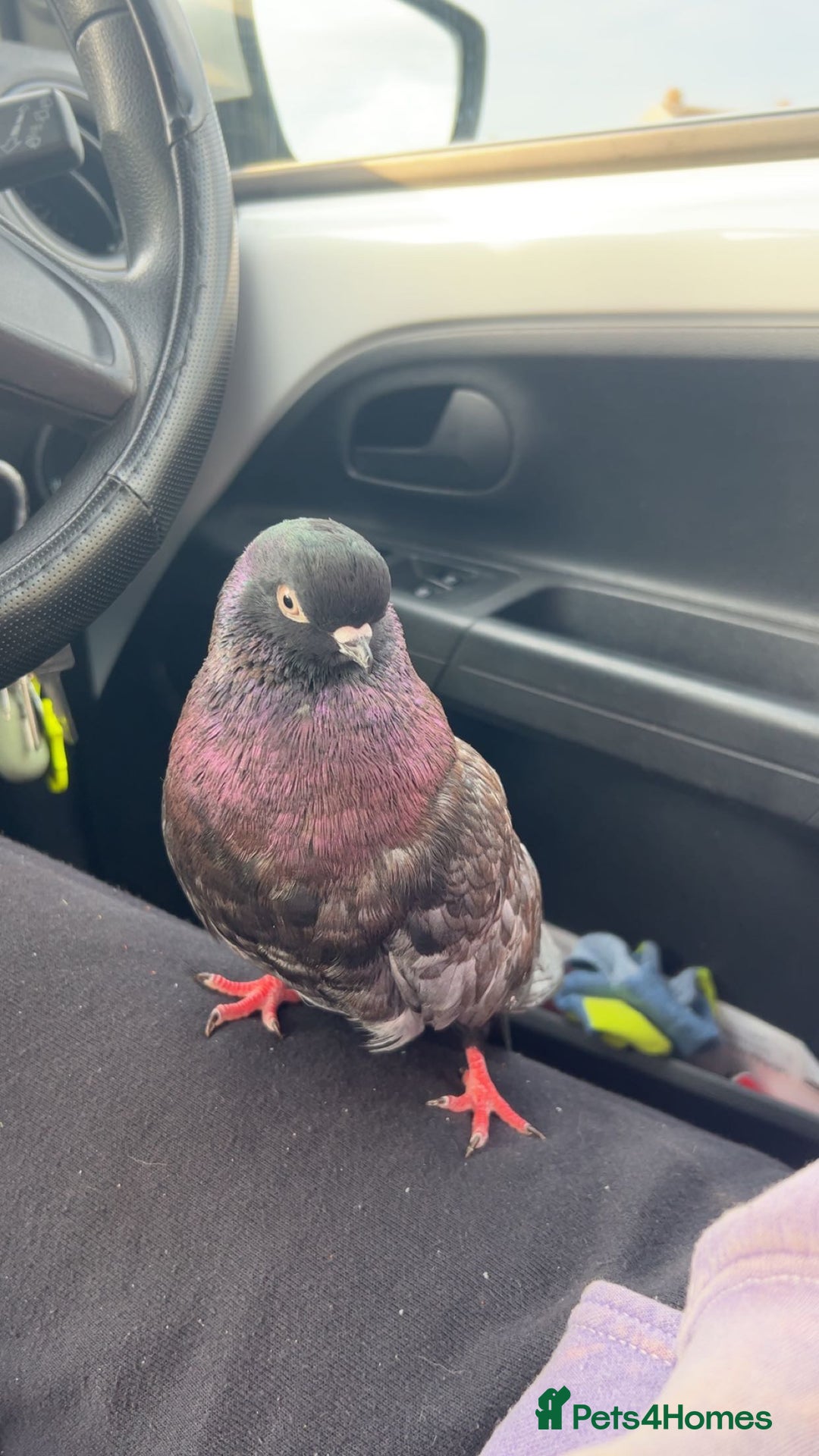 Pigeons birds for sale: Portuguese tumbler pigeon  - Image 3