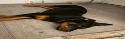 Rottweiler dogs for sale: American Rottweiler  - Advert 1