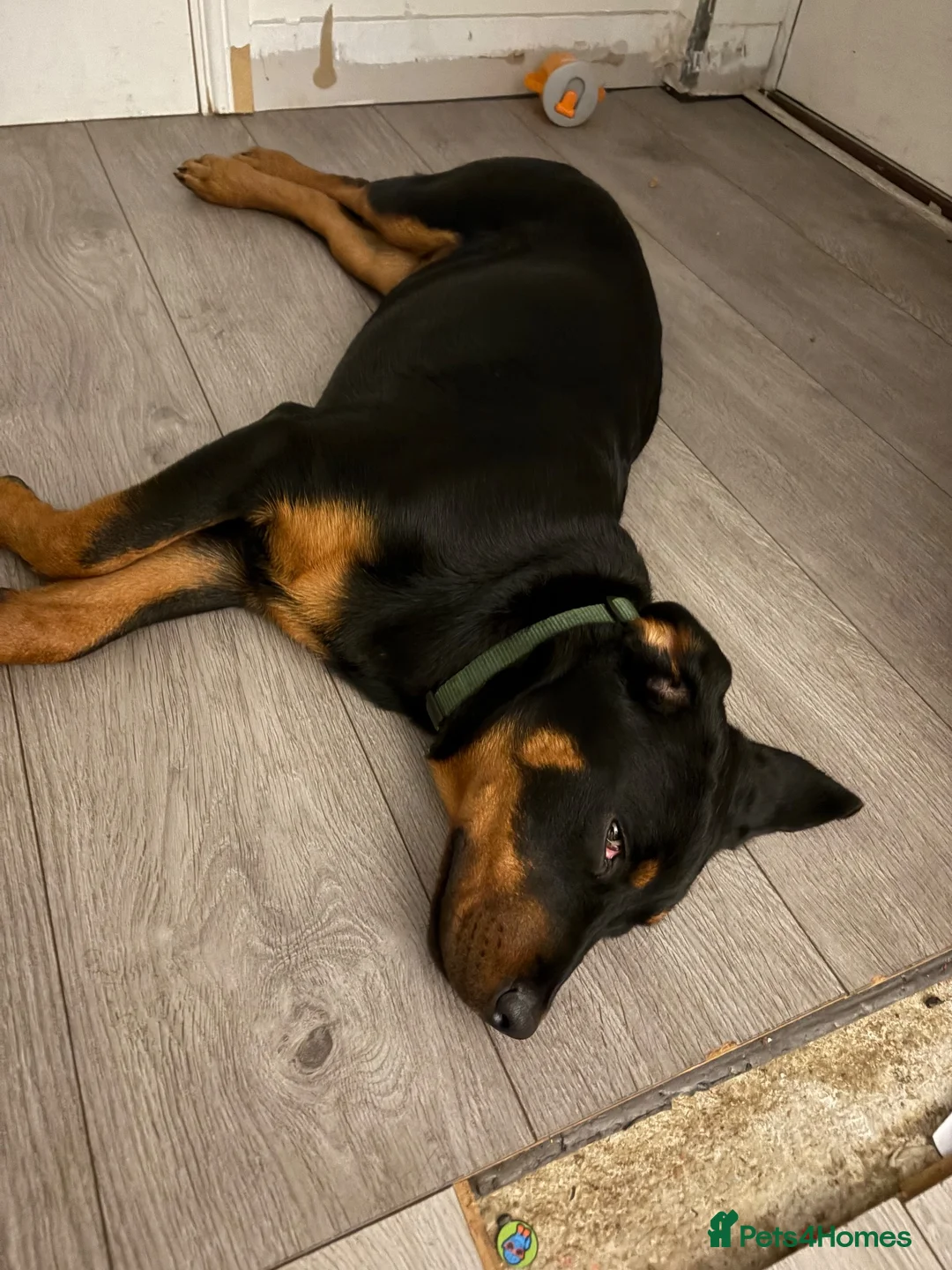 Rottweiler dogs for sale: American Rottweiler  - Advert 1