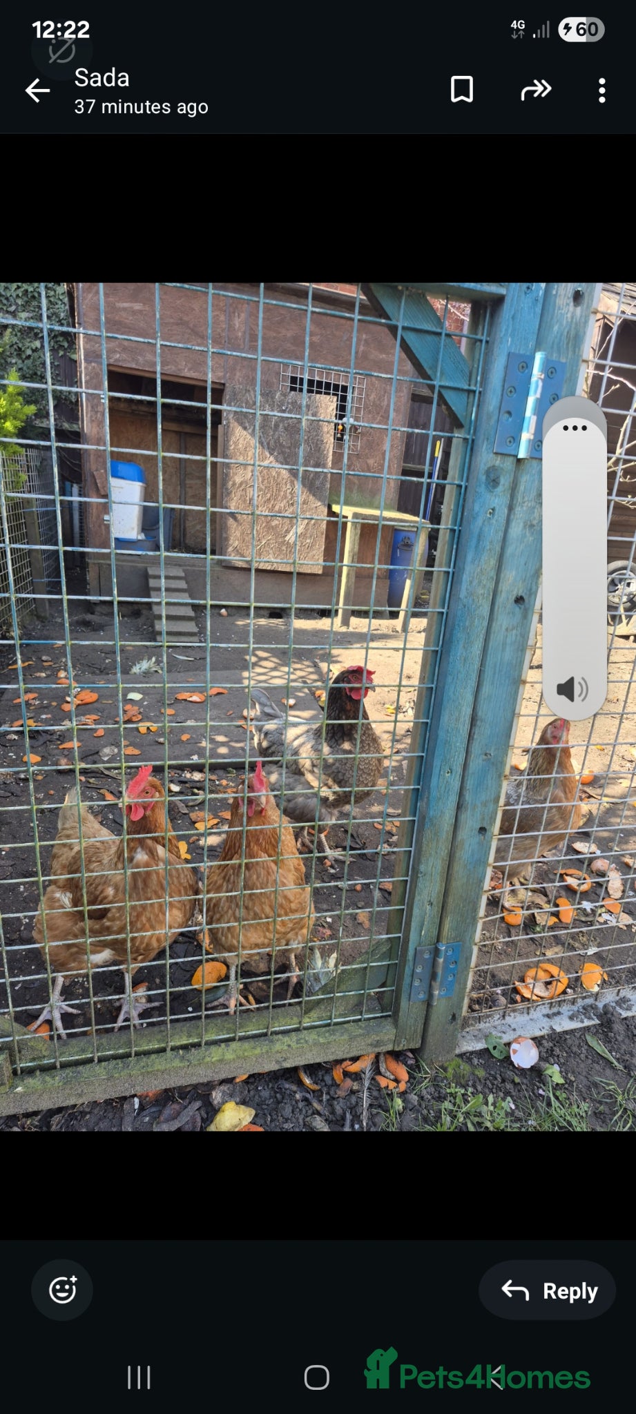 Chickens poultry Chickens  - Advert 3