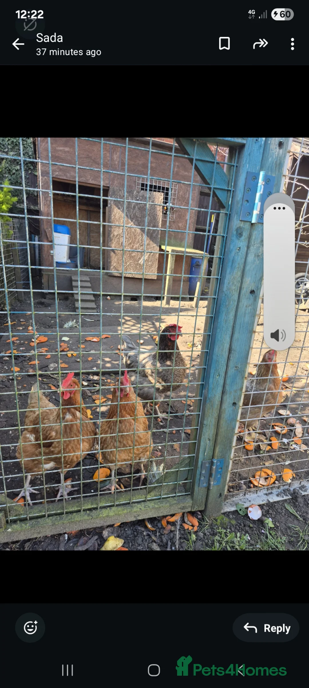 Chickens poultry for sale: Chickens  in Bedford - Advert 1