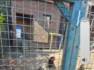 Chickens poultry Chickens - Advert 8