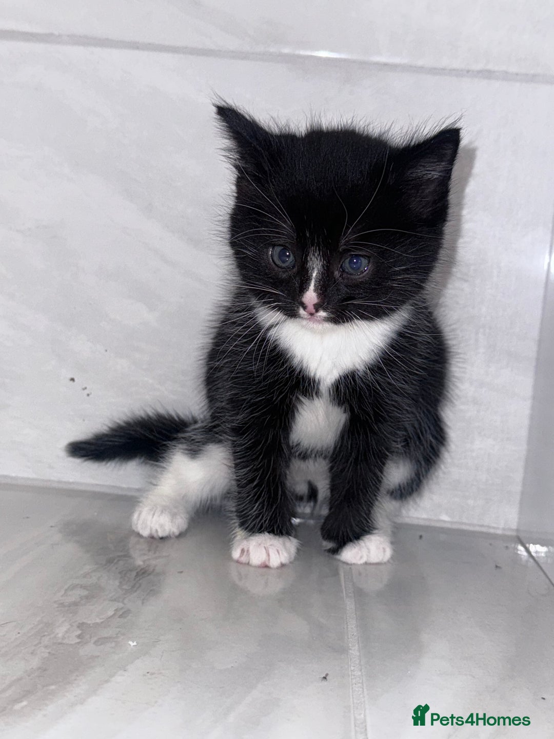 Mixed Breed cats for sale: Kittens - Advert 3