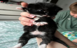 European cats for sale: Kittens - Image 4
