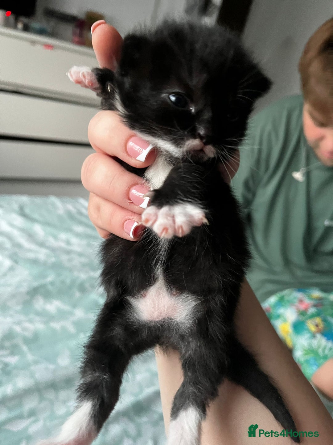 European cats for sale: Kittens - Image 4