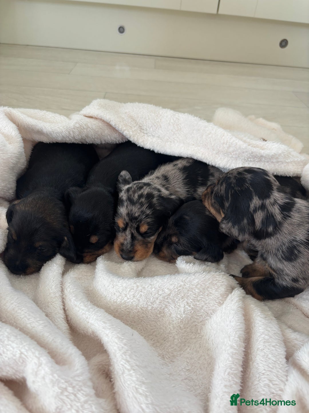 Mixed Breed dogs for sale: 5 Adorable miniature dapple schnoxie puppies - Image 2