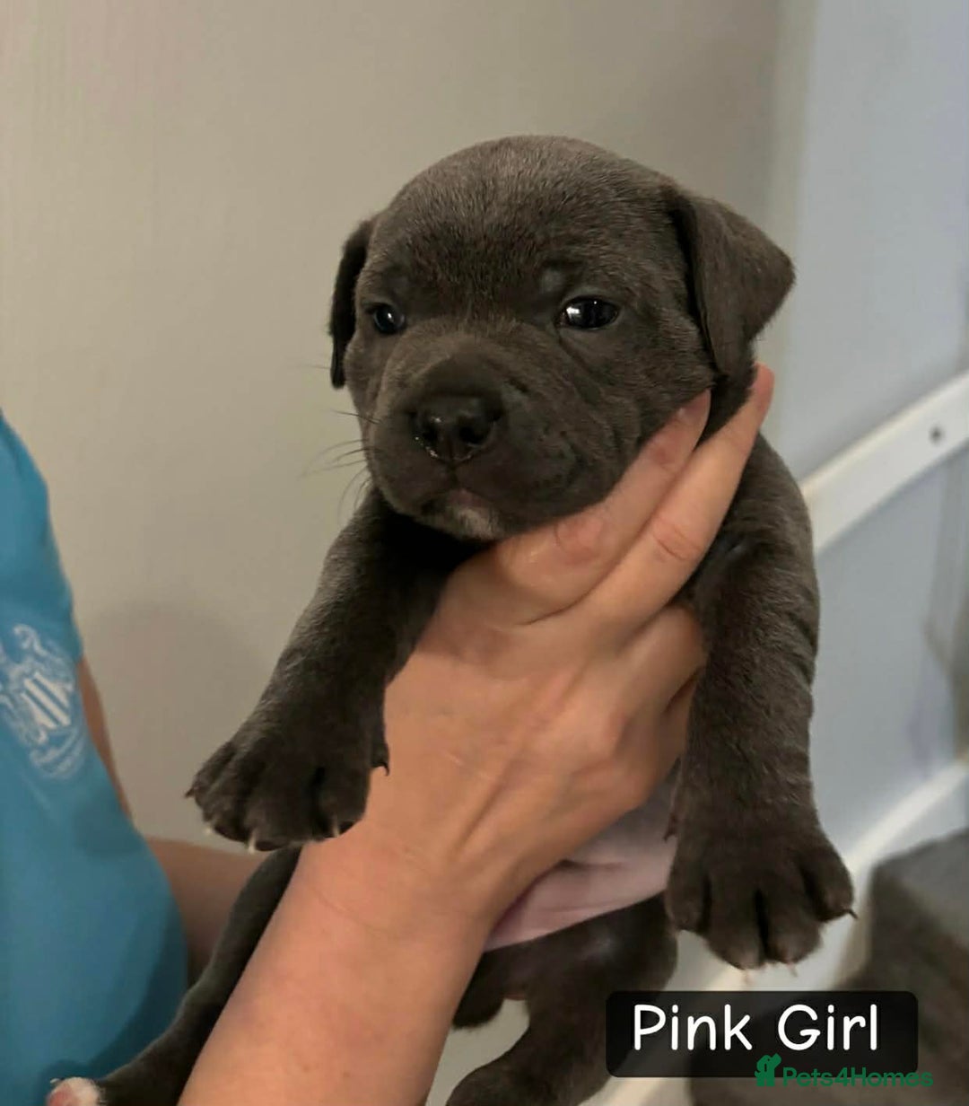 Staffordshire Bull Terrier dogs for sale: Staffordshire bull terrier puppies - Advert 2
