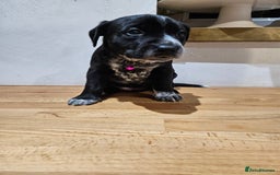 Mixed Breed dogs for sale: Litter of 7 dalmatian cross puppies - Image 20