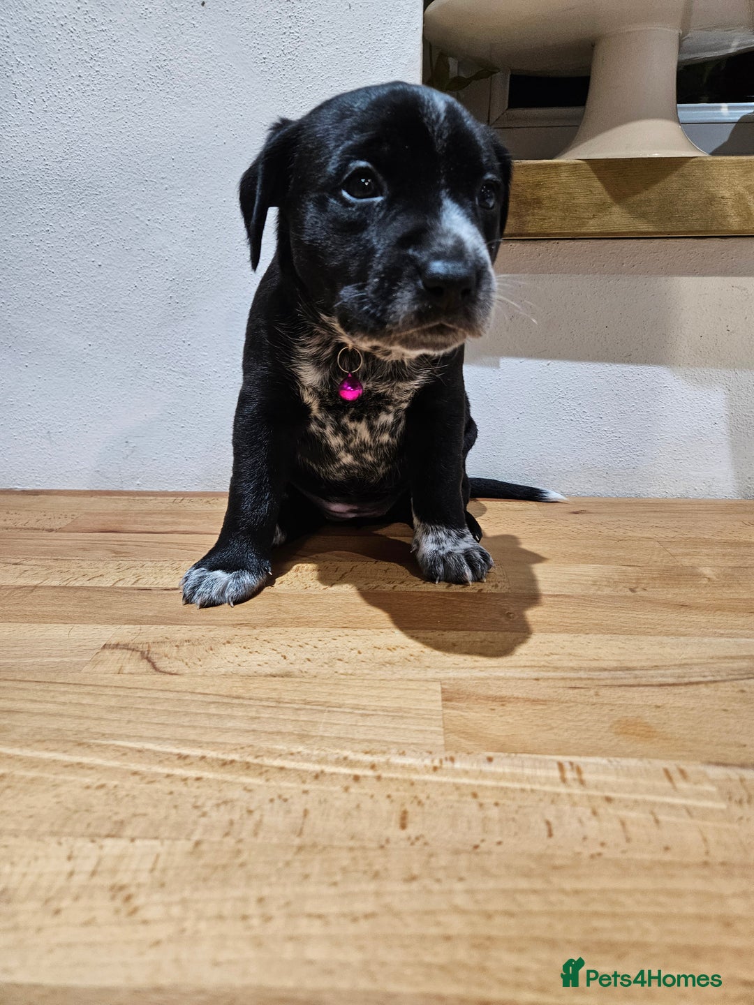 Mixed Breed dogs for sale: Litter of 7 dalmatian cross puppies - Image 20