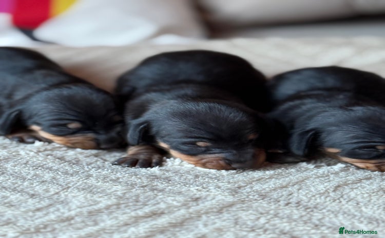 Miniature Dachshund dogs - Advert 1